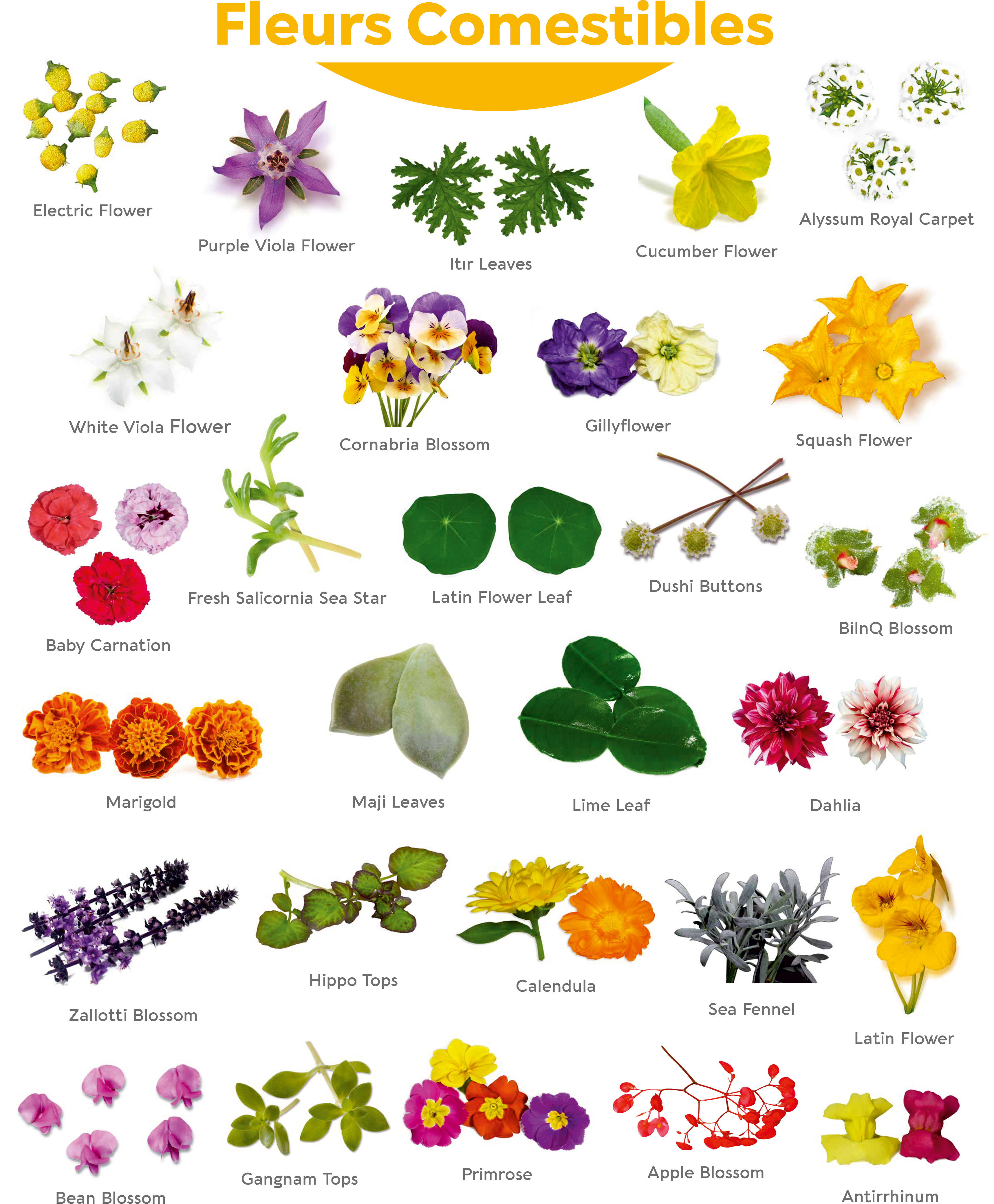 Edible Flowers