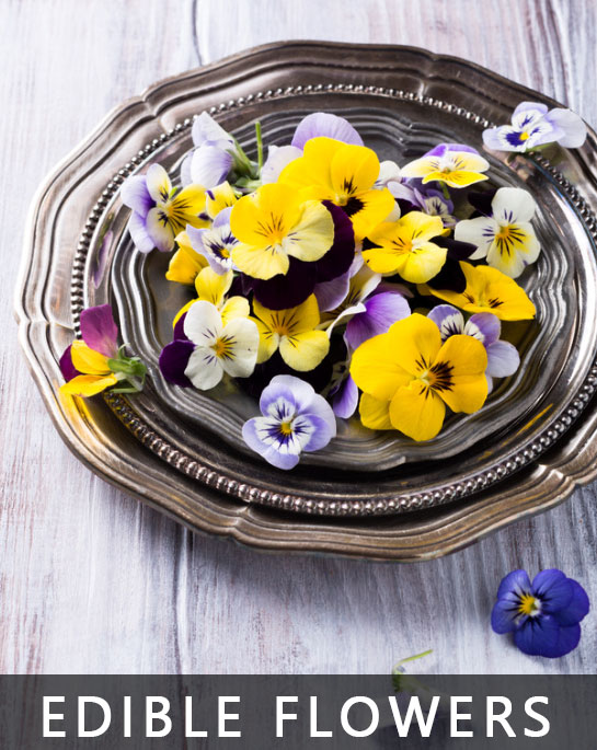 Edible Flowers
