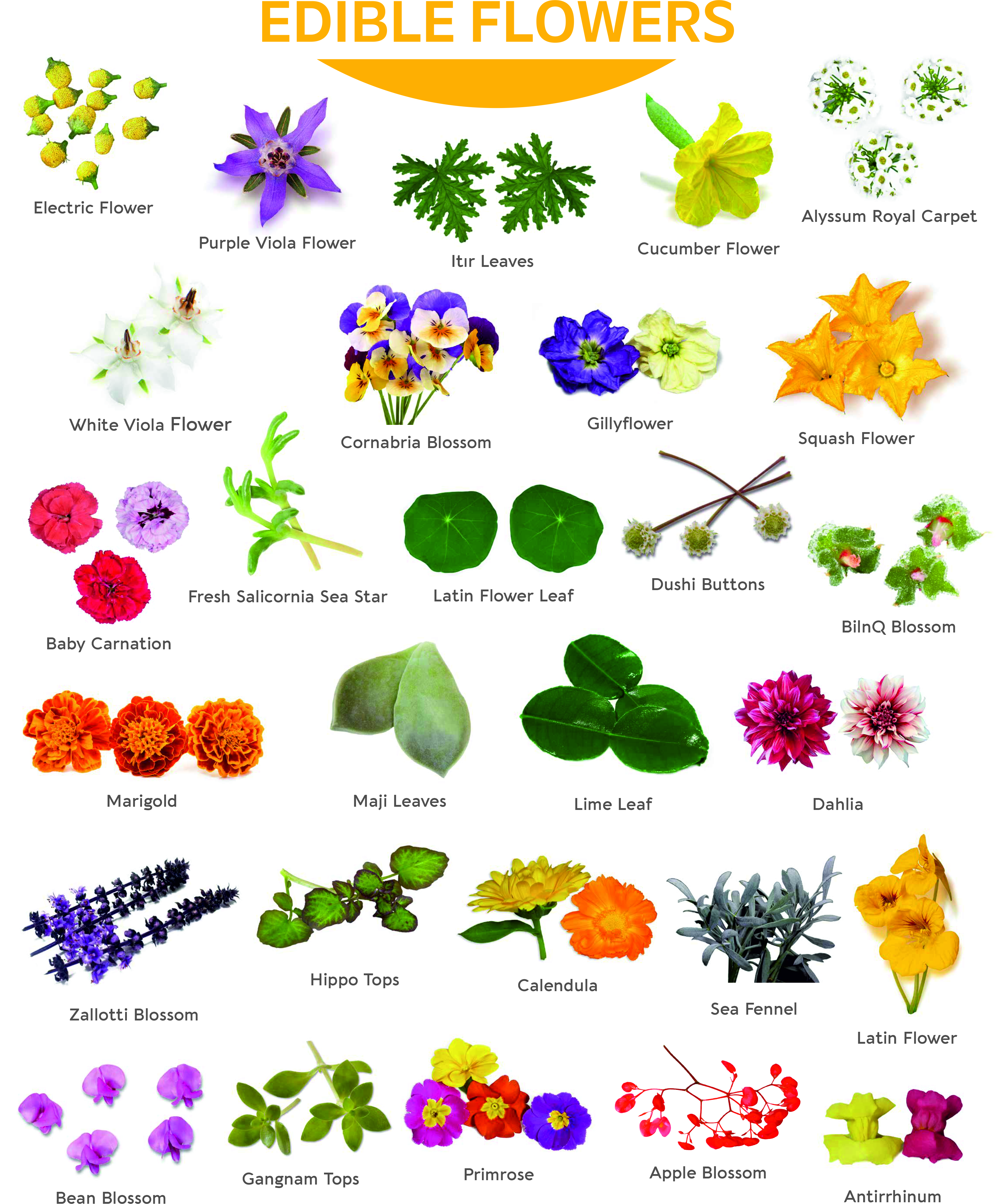 Edible Flowers